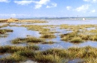Tipico paesaggio della zona umida. Palude di Frattarolo - Manfredonia